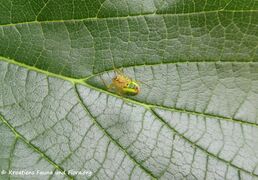 Unterseite, ♀ auf Celtis australis Linné, 1753, Paljuv/Novigrad 05/2018