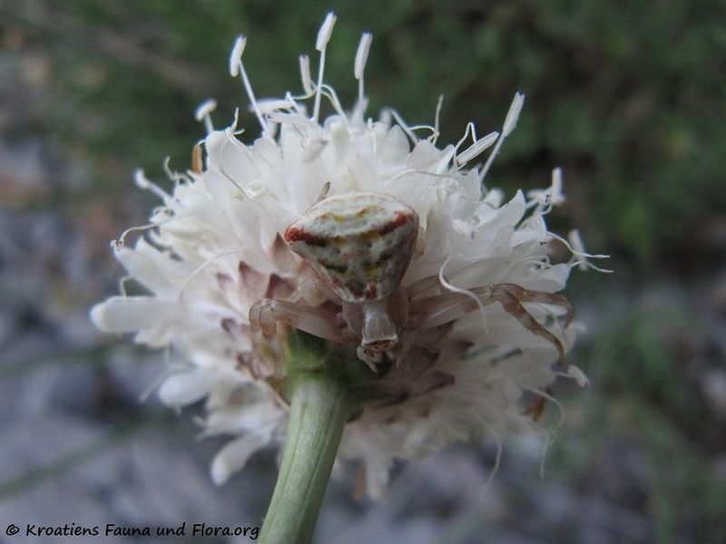 Datei:CephLeuc Senj 140628 4464.jpg