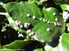 Auf Laurus nobilis Linné, 1753 - Echter Lorbeer, lovor, Zadar 01/2017