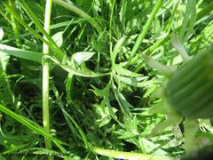 Blatt, Rötz 05/2018