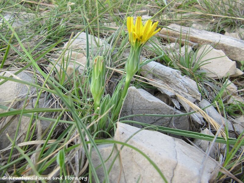 Datei:ScorzoneraAustria Vir 130428 1202.jpg