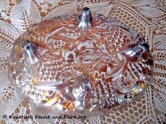 Der Boden mit Kirschen und Trauben