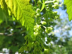 Odmorište Draganić 04/2018