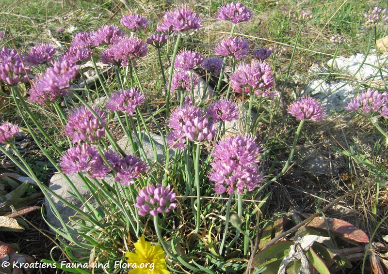 Datei:Allium incensiodorum Radić, 1994 Vir 130924 4350.JPG