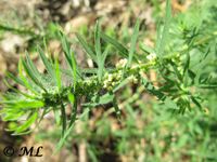 Bassia scoparia (L.) Scott, 1978 Nieder 120816 1053.jpg