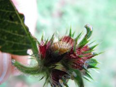 Larve, Wolkering 09/2014