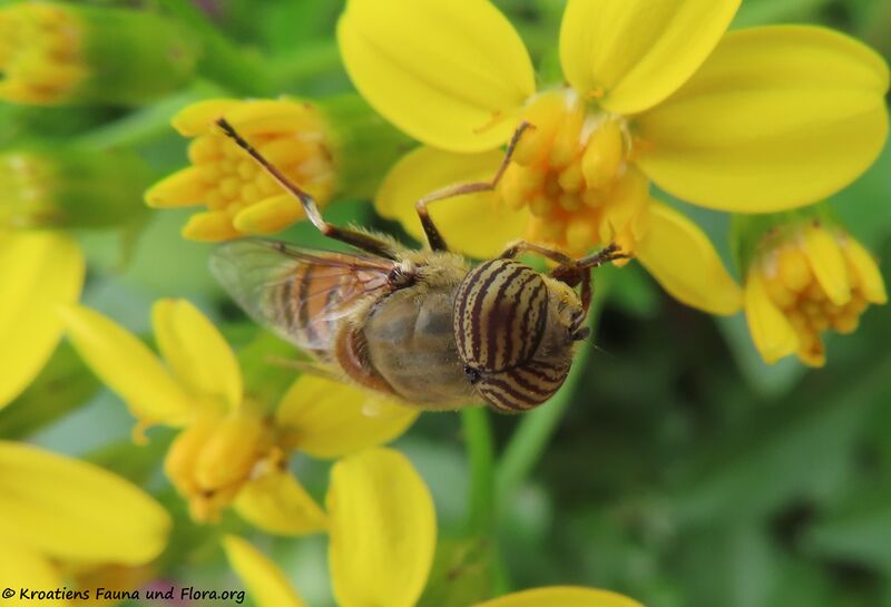 Datei:Eristalinus taeniops Wiedemann, 1818 Vir 201105 1578 dd.JPG