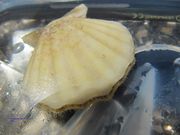 Flexopecten glaber Linné, 1758 - Glatte Kamm-Muschel, Fundort: Vir 06/2010, Meerestier