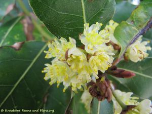 LauruNobi Vir 2 100404.jpg