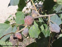 Gallen des Vorjahres, Nin 07/2023