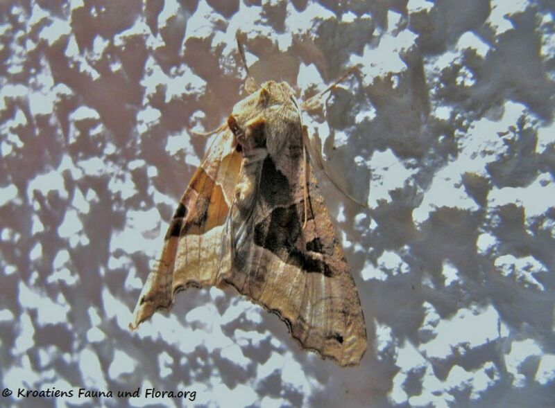 Datei:Phlogophora meticulosa Linné, 1758 Senj 141016 6247.jpg