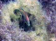Symphodus mediterraneus Linné, 1758 - Mittelmeer-Lippfisch, podujka, Fundort: Vir 06/2013, Meerestier, Gefährdetes Tier