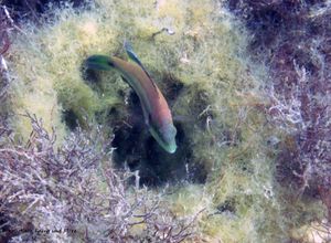 SymphMed Vir 130614 2884 D.jpg