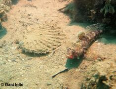 Zadar 09/2020 mit Pecten jacobaeus Linné, 1758 - Mittelmeer-Pilgermuschel, Jakobova kapica