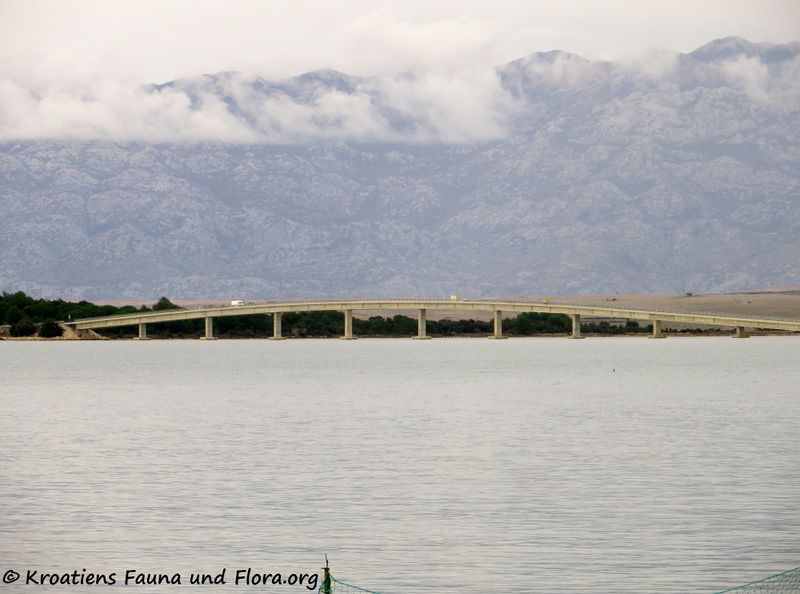 Datei:2 191109 2169 Virski most.jpg