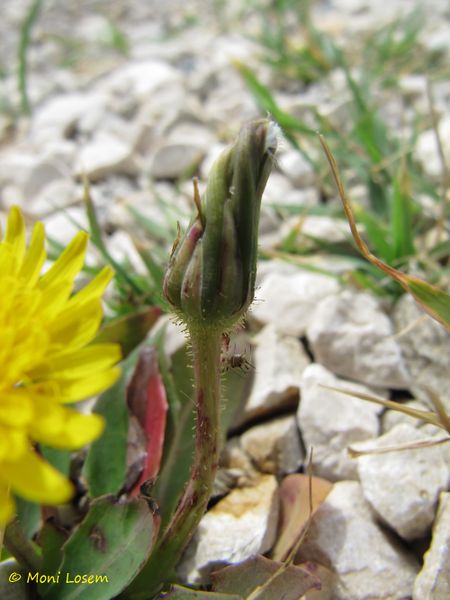 Datei:Aethe bulb Stiel Drüsen Vir 120524 493.jpg