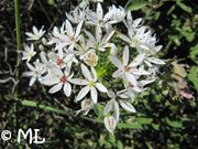 Allium subhirsutum Linné, 1753 - Wimperblättriger Lauch, Wilder Knoblauch, Vir 05/2013