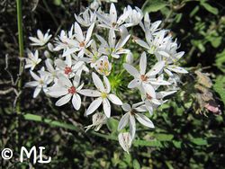 Allium trifoliatum Cirillo, 1792 Vir 130514 1690.jpg