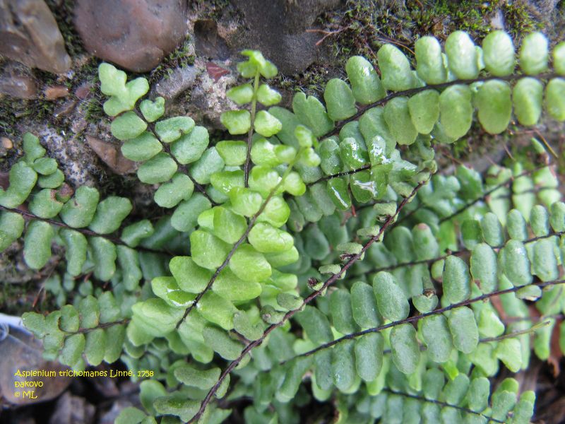 Datei:Asplenium trichomanes 111030 364 Ðakovo Hab.jpg