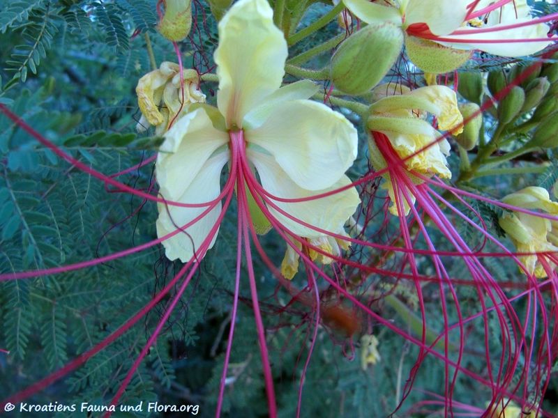 Datei:CaesaGilles Vir 110629 17.jpg