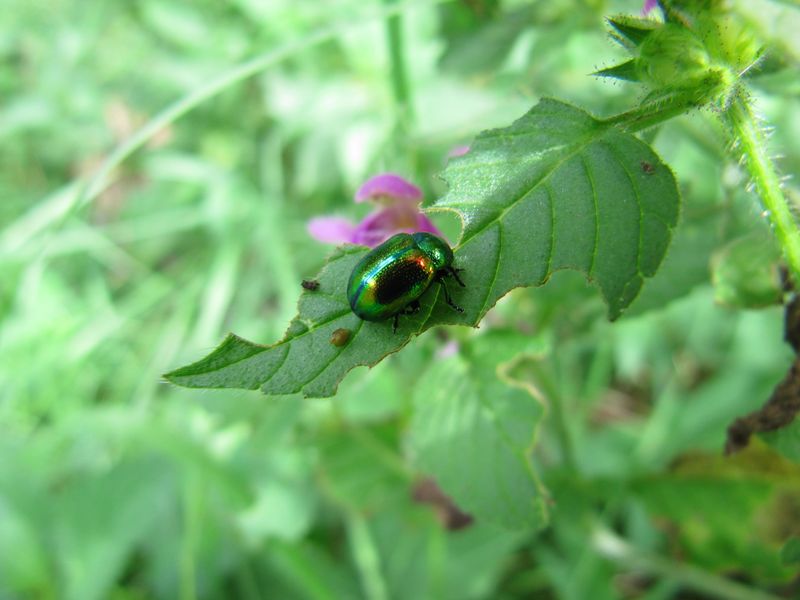 Datei:ChrysFast Wolk 130902 3815.jpg