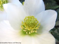 Wien Floridsdorf 12/2015