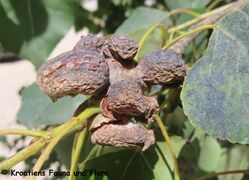 Die Gallen des Vorjahres bereits eingetrocknet, Nin 07/2023
