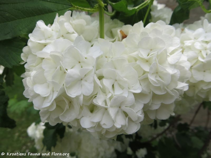 Datei:Viburnum opulus 'Roseum' Linné, 1753 Nied 170521 7993.jpg