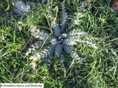 Grundrosette, Vir 02/2018