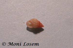 Alvania (Alvania) elisae Margelli, 2001 100617 02 k.jpg