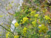 Bupleurum falcatum Linné, 1753 - Sichelblättriges Hasenohr, srpasti zvinčac. Fundort: Weißenkirchen in der Wachau 10/2015, Heilpflanze