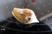 Columbella rustica Linné, 1758 - Schlichte Täubchenschnecke, Fundort: Vir 10/2011, Meerestier