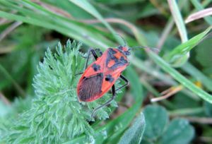 CoriHy SeNe 140406 1575 d.jpg