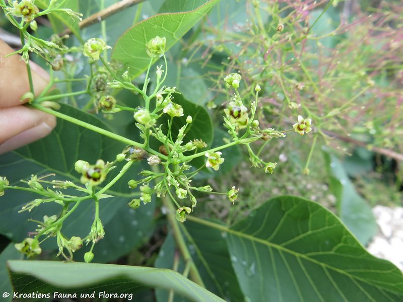 Datei:Cotinus coggygria Scopoli, 1772 Vir 180514 13604.jpg