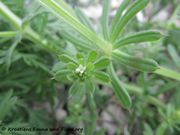 Galium aparine Linné, 1753 - Kletten-Labkraut, čekinjasta bročika. Fundort: Senj, Burg Nehaj 04/2014