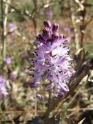 Prospero autumnale (Linné) Speta, 1982 - Herbst-Blaustern, jesenski procjepak