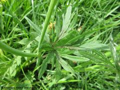 Blatt, Rötz 05/2018