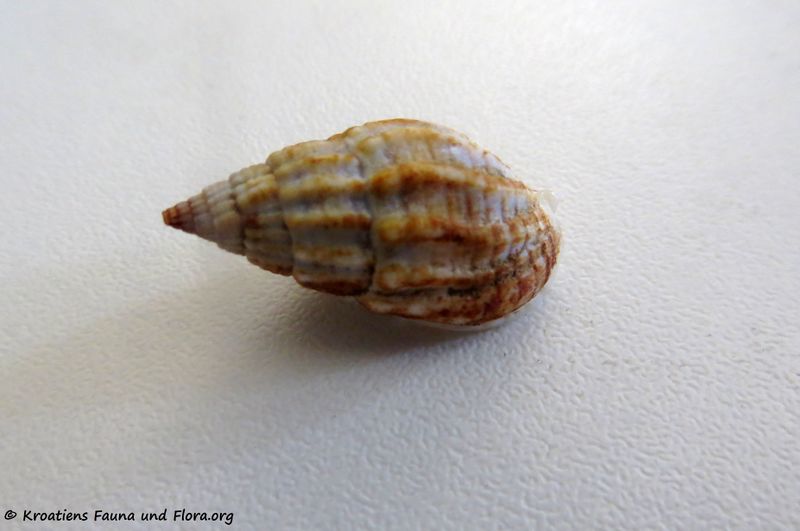 Datei:Tritia nitida Jeffreys, 1867 Vir 180618 14196.jpg