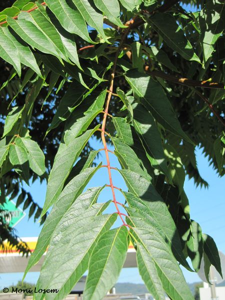 Datei:Ailanthus altissima - Götterbaum, A 110903 3.jpg