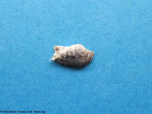 Arca noae Linné, 1758 Vir 110213.jpg