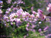 Heidekraut, obični vrijes- Fundort: Altenschwand