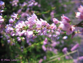 Call vulg Alten 130904 3898.jpg