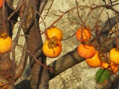 Kaki am Baum, Kožino 12/2013