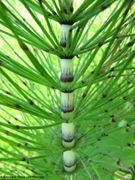 EquiTel Grbe 120529 715 k.jpg