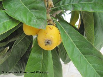 ErioJap Vra 160515 8650.jpg