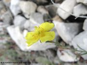 Fumana scoparia Pomel, 1860. Fundort: Senj 05/2013