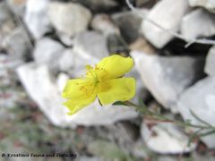 Blüte, Senj 05/2013