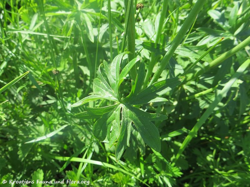 Datei:Ranunculus acris Linné, 1753 Grbe 170510 7533.jpg