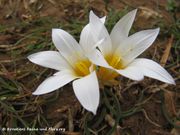 Romulea bulbocodium (L.) Sebast. & Mauri, 1818 - Großblütiger Scheinkrokus, proljetna dugovača, Fundort: Vir 03/2013, Zierpflanze