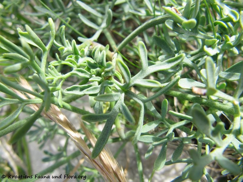 Datei:RutaGrav Bla2 Ban 140519 3434.jpg